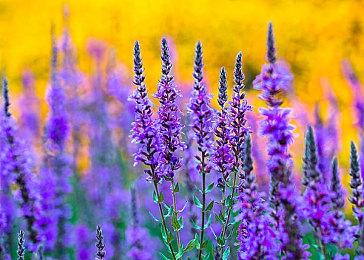 《轩辕剑叁：云和山的彼端》Switch港版宣布12月4日发售 实体纪念版内容公开